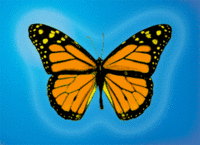 Lenticular Postcard - Yellow Butterfly on Blue Background