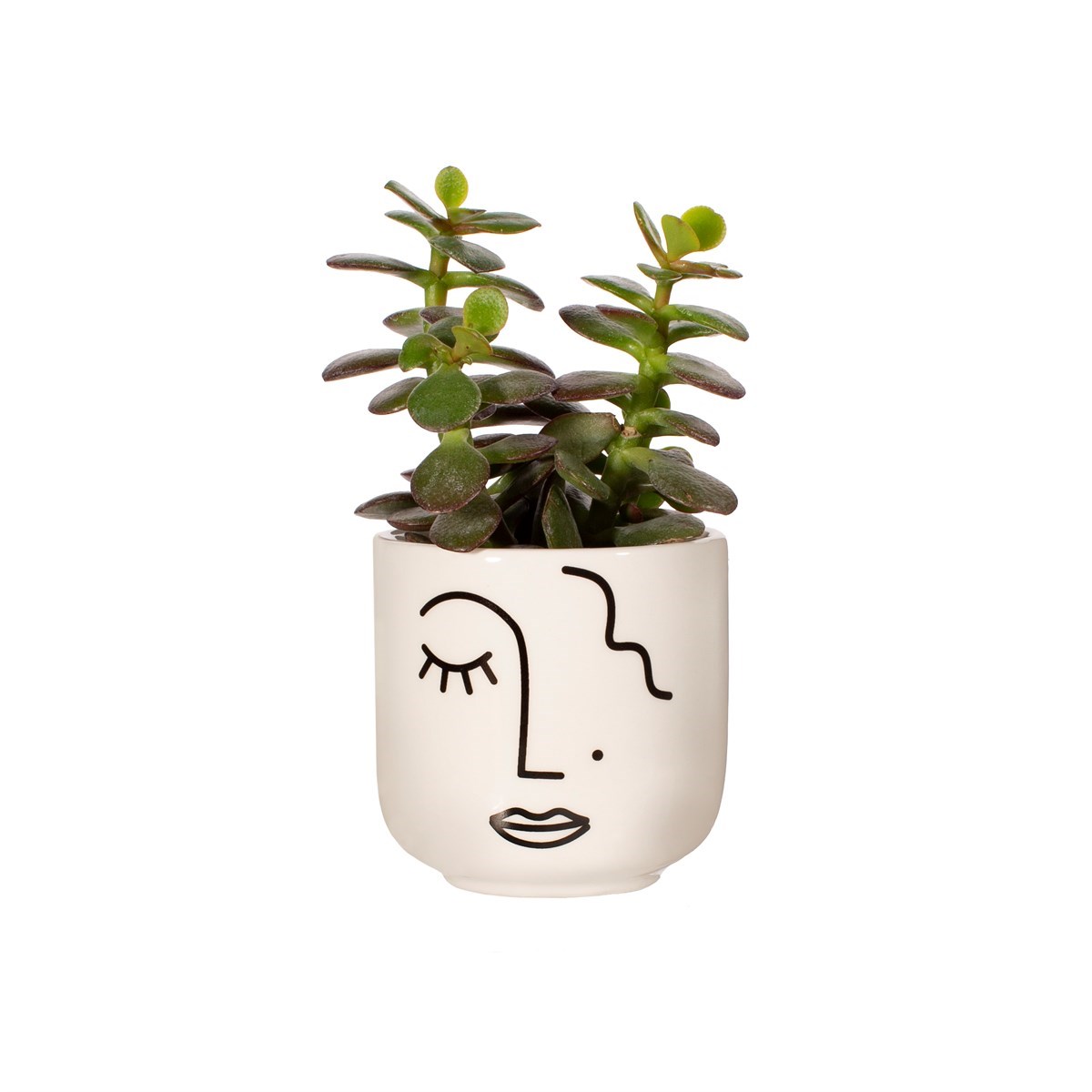 Mini Abstract Face Planter